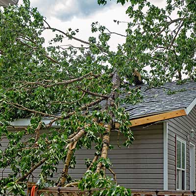 Destroyed residential roof with a large tree that has fallen on top of it
