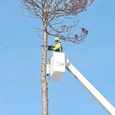 Worker cutting the top of a tall, skinny tree in the basket of a cherry picker